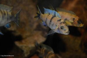 Metriaclima zebra 'Masinje'